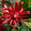 Florida Anise - Illicium Floridanum - 1 Gallon Pot -Garden Supplies Sales 2024 anise florida 10
