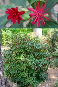 Florida Anise - Illicium Floridanum - 1 Gallon Pot -Garden Supplies Sales 2024 anise florida illicium floridanum 500x750 1