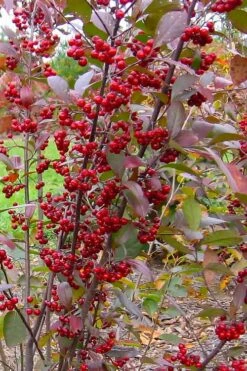 Brilliantissima Aronia (Red Chokeberry) - 3 Gallon Pot -Garden Supplies Sales 2024 aronia arbutifolia brilliantissima red chokeberry 2