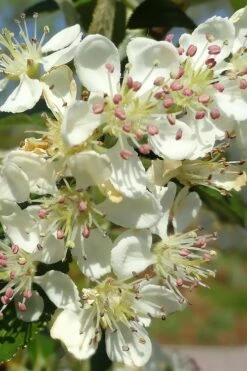 Brilliantissima Aronia (Red Chokeberry) - 3 Gallon Pot -Garden Supplies Sales 2024 aronia arbutifolia brilliantissima red chokeberry 5