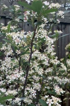 Brilliantissima Aronia (Red Chokeberry) - 3 Gallon Pot -Garden Supplies Sales 2024 aronia arbutifolia brilliantissima red chokeberry 8