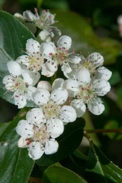 Red Chokeberry (Aronia Arbutifolia) - 1 Gallon Pot -Garden Supplies Sales 2024 aronia arbutifolia red chokeberry 1 1