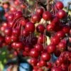 Red Chokeberry (Aronia Arbutifolia) - 3 Gallon Pot -Garden Supplies Sales 2024 aronia arbutifolia red chokeberry 2 2