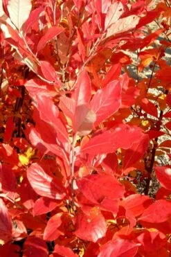 Red Chokeberry (Aronia Arbutifolia) - 3 Gallon Pot -Garden Supplies Sales 2024 aronia arbutifolia red chokeberry 3 2