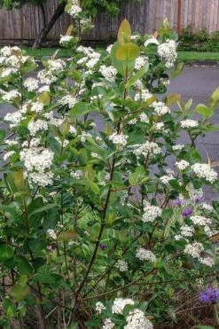 Red Chokeberry (Aronia Arbutifolia) - 3 Gallon Pot -Garden Supplies Sales 2024 aronia arbutifolia red chokeberry 4 2