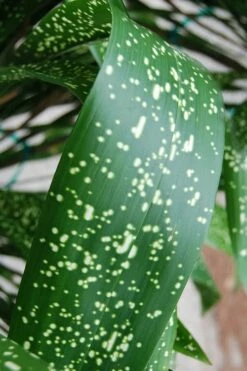 Spek-tacular Cast Iron Plant - 3 Gallon Pot -Garden Supplies Sales 2024 aspidistra spek tacular cast iron plant 103