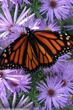 Raydon's Favorite Aromatic Aster (Aster Oblongifolius) - 1 Gallon Pot -Garden Supplies Sales 2024 aster oblongifolium raydons favorite 11