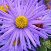 Raydon's Favorite Aromatic Aster (Aster Oblongifolius) - 1 Gallon Pot -Garden Supplies Sales 2024 aster oblongifolium raydons favorite 3