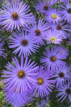 Raydon's Favorite Aromatic Aster (Aster Oblongifolius) - 1 Gallon Pot -Garden Supplies Sales 2024 aster oblongifolium raydons favorite 4