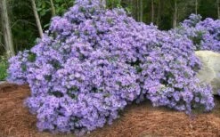 Raydon's Favorite Aromatic Aster (Aster Oblongifolius) - 1 Gallon Pot -Garden Supplies Sales 2024 aster oblongifolium raydons favorite 5