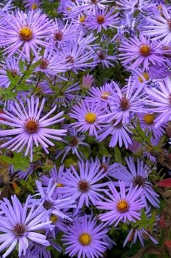 Raydon's Favorite Aromatic Aster (Aster Oblongifolius) - 1 Gallon Pot -Garden Supplies Sales 2024 aster oblongifolium raydons favorite 7