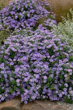 Raydon's Favorite Aromatic Aster (Aster Oblongifolius) - 1 Gallon Pot -Garden Supplies Sales 2024 aster oblongifolium raydons favorite 8
