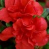 Autumn Embers Encore Azalea - 2 Gallon -Garden Supplies Sales 2024 azalea encore autumn embers 102 4