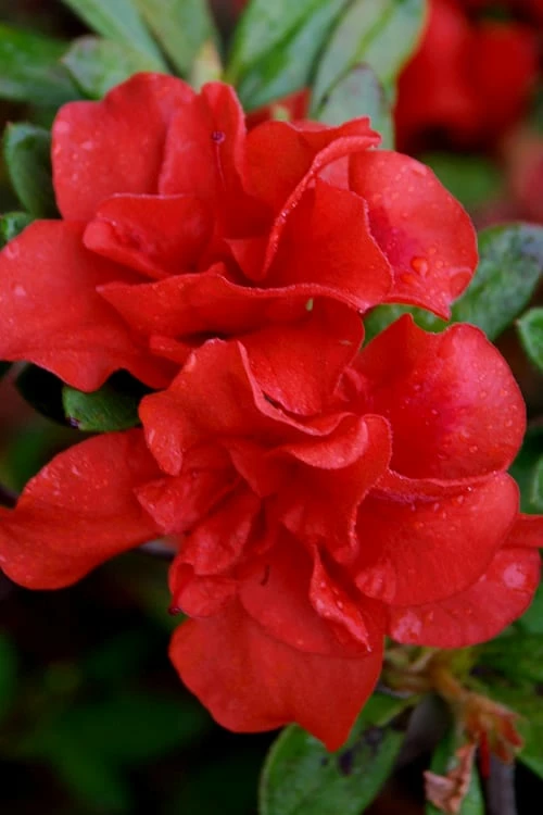 Autumn Embers Encore Azalea - 6 Pack of 1 Gallon Pots Autumn Embers Encore Azalea - 6 Pack Of 1 Gallon Pots -Garden Supplies Sales 2024 azalea encore autumn embers 102