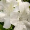 Autumn Ivory Encore Azalea - 3 Gallon Pot -Garden Supplies Sales 2024 azalea encore autumn ivory 2