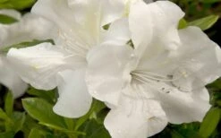Autumn Ivory Encore Azalea - 2 Gallon Pot -Garden Supplies Sales 2024 azalea encore autumn ivory 20 1