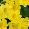Yellow Crossvine (Bignonia) - 1 Gallon Pot