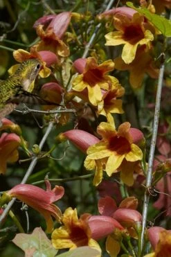 Crossvine (Bignonia Capreolata) - 3 Gallon Pot -Garden Supplies Sales 2024 bignonia capreolata crossvine 5
