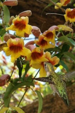 Crossvine (Bignonia Capreolata) - 3 Gallon Pot -Garden Supplies Sales 2024 bignonia capreolata crossvine 7