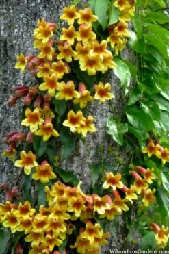 Crossvine (Bignonia Capreolata) - 3 Gallon Pot -Garden Supplies Sales 2024 bignonia capreolata crossvine 8
