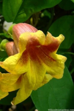 Crossvine (Bignonia Capreolata) - 3 Gallon Pot