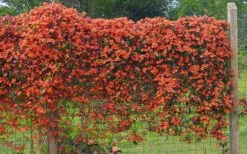 Tangerine Beauty Crossvine Bignonia - 1 Gallon Pot -Garden Supplies Sales 2024 bignonia capreolata tangerine beauty crossvine 101