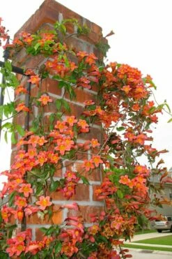 Tangerine Beauty Crossvine Bignonia - 1 Gallon Pot -Garden Supplies Sales 2024 bignonia capreolata tangerine beauty crossvine 102