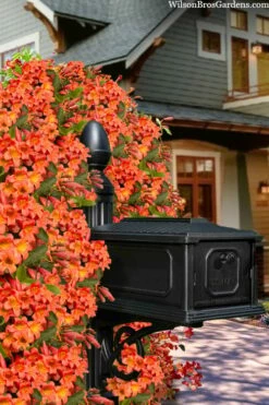 Tangerine Beauty Crossvine Bignonia - 1 Gallon Pot -Garden Supplies Sales 2024 bignonia capreolata tangerine beauty crossvine 105