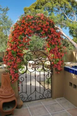 Tangerine Beauty Crossvine Bignonia - 1 Gallon Pot -Garden Supplies Sales 2024 bignonia capreolata tangerine beauty crossvine 110