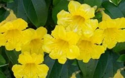 Yellow Crossvine (Bignonia) - 1 Gallon Pot 5 Yellow Crossvine (Bignonia) - 1 Gallon Pot -Garden Supplies Sales 2024 bignonia capreolata yellow crossvine 1