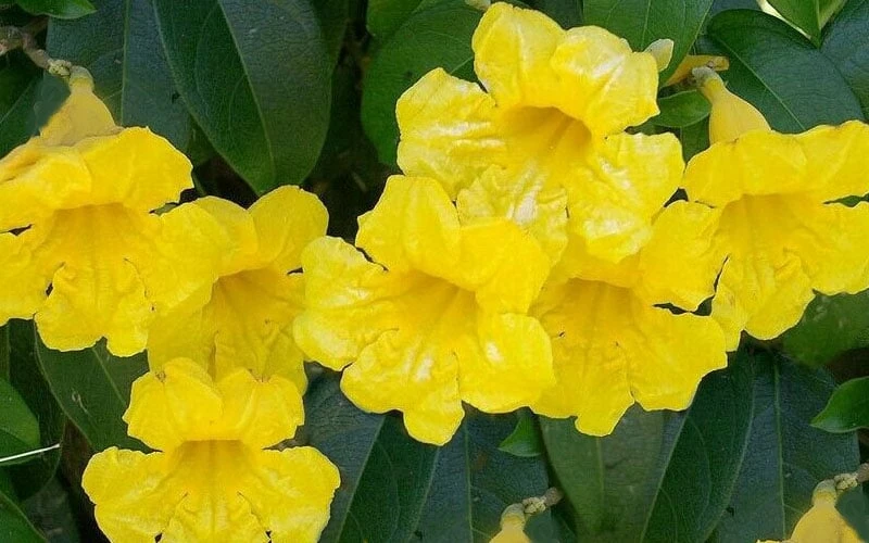 Yellow Crossvine (Bignonia) - 1 Gallon Pot Yellow Crossvine (Bignonia) - 1 Gallon Pot -Garden Supplies Sales 2024 bignonia capreolata yellow crossvine 1