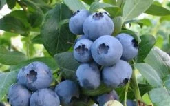 Alapaha Rabbiteye Blueberry - 1 Gallon Pot -Garden Supplies Sales 2024 blueberry alapaha 2