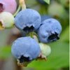 Alapaha Rabbiteye Blueberry - 3 Gallon Pot -Garden Supplies Sales 2024 blueberry alapaha 3