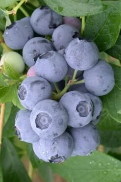 Northern Highbush Blueberry (Vaccinum Corymbosum) - 1 Gallon Pot