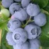 Northern Highbush Blueberry (Vaccinum Corymbosum) - 3 Gallon Pot -Garden Supplies Sales 2024 blueberry northern highbush 3 800x500 3