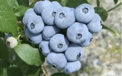 Northern Highbush Blueberry (Vaccinum Corymbosum) - 1 Gallon Pot 6 Northern Highbush Blueberry (Vaccinum Corymbosum) - 1 Gallon Pot -Garden Supplies Sales 2024 blueberry northern20highbush 3 800x500 2