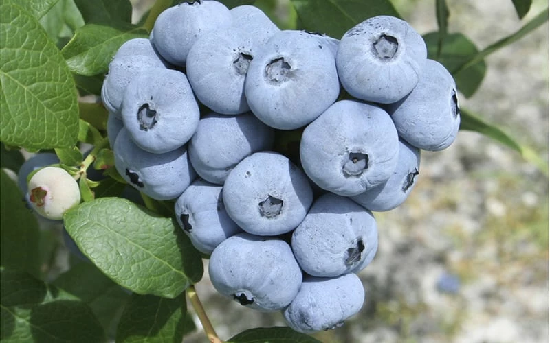Northern Highbush Blueberry (Vaccinum corymbosum) - 1 Gallon Pot Northern Highbush Blueberry (Vaccinum Corymbosum) - 1 Gallon Pot -Garden Supplies Sales 2024 blueberry northern20highbush 3 800x500 2