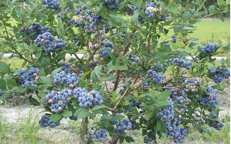 Northern Highbush Blueberry (Vaccinum corymbosum) - 1 Gallon Pot Northern Highbush Blueberry (Vaccinum Corymbosum) - 1 Gallon Pot -Garden Supplies Sales 2024 blueberry northern20highbush 800x500 2