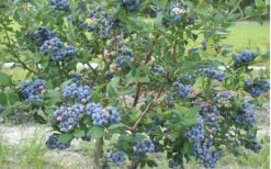Northern Highbush Blueberry (Vaccinum Corymbosum) - 3 Gallon Pot -Garden Supplies Sales 2024 blueberry northern20highbush 800x500 3