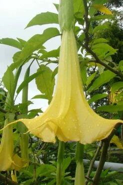 Yellow Angel's Trumpet (Brugmansia) - 1 Gallon Pot -Garden Supplies Sales 2024 brugmansia candida yellow angels trumpet 1