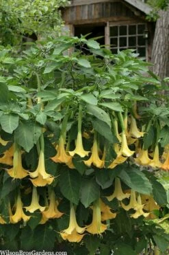 Yellow Angel's Trumpet (Brugmansia) - 1 Gallon Pot -Garden Supplies Sales 2024 brugmansia candida yellow angels trumpet 3