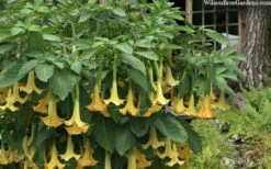 Yellow Angel's Trumpet (Brugmansia) - 1 Gallon Pot -Garden Supplies Sales 2024 brugmansia candida yellow angels trumpet 4