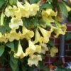 Yellow Angel's Trumpet (Brugmansia) - 1 Gallon Pot -Garden Supplies Sales 2024 brugmansia candida yellow angels trumpet 6