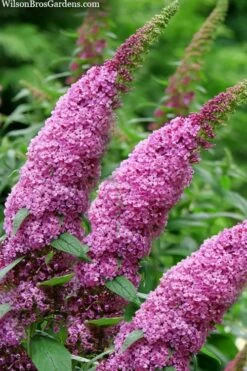 Pugster Pinker Butterfly Bush (Buddleia) - 3 Gallon Pot -Garden Supplies Sales 2024 buddleai pugster pinker butterfly bush 1