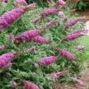 Pugster Pinker Butterfly Bush (Buddleia) - 3 Gallon Pot -Garden Supplies Sales 2024 buddleai pugster pinker butterfly bush 2
