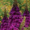 Birthday Cake Butterfly Bush (Buddleia) - 3 Gallon Pot -Garden Supplies Sales 2024 buddleia birthday cake butterfly bush 2