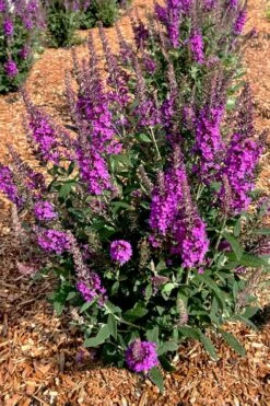 Birthday Cake Butterfly Bush (Buddleia) - 3 Gallon Pot -Garden Supplies Sales 2024 buddleia birthday cake butterfly bush 5