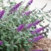 Lo & Behold Blue Chip Junior Butterfly Bush - 1 Gallon Pot -Garden Supplies Sales 2024 buddleia blue chip junior butterfly bush 10