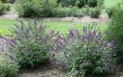 Lo & Behold Blue Chip Junior Butterfly Bush - 3 Gallon Pot -Garden Supplies Sales 2024 buddleia blue chip junior butterfly bush 2 2