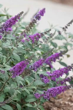 Lo & Behold Blue Chip Junior Butterfly Bush - 5 Pack Of Quart Pots -Garden Supplies Sales 2024 buddleia blue chip junior butterfly bush 4 1